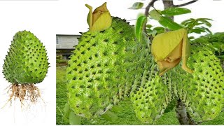 Grafting Soursop Trees In ThisQuick Technique Will Growing Fast Use Aloe Vera [upl. by Nitnerb]