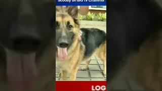 Ma scoob tv channels lo vastundi doglover pets [upl. by Letnoj30]