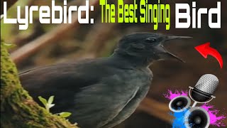 Lyrebird The Best Singing lyrebird video lyrebird 2024 Best 👌 Singing lyrebird 😅 [upl. by Eilata]