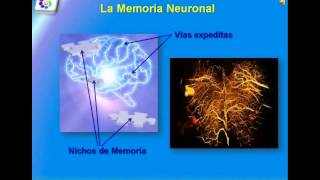 Estructura y Funcionamiento del Sistema Nervioso Central [upl. by Lona]