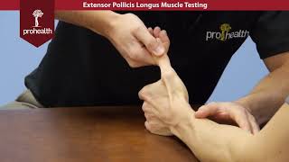 Extensor Pollicis Longus Muscle Test Palpation Dr Vizniak Muscle Manual [upl. by Wildee]