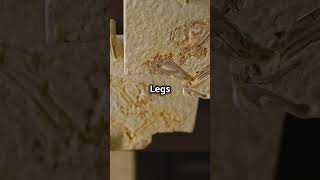 5 Surprising Facts About Granddaddy Long Legs 2024 11 14 [upl. by Belle]