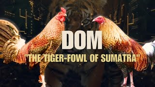 DOM GAMEFOWL BLOODLINE Fighting Style and History [upl. by Goldarina]