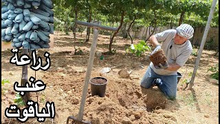 زراعة شتلة العنب الاسود quotالياقوتquot Planting Moon Drop Grapes seedlings [upl. by Beale611]