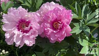 My peony garden 我的牡丹園2024 [upl. by Sonitnatsnoc]