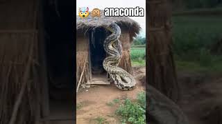 This Beast Scares the Dogsyoutubeshorts🐍🙊🤯 [upl. by Scales227]