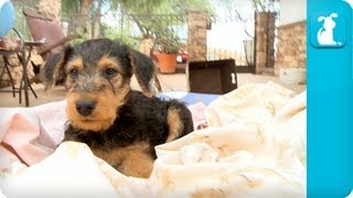 Airedale Terriers Puppies  Puppy Love [upl. by Naanac158]