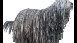 Bergamasco  Puppies for Sale by Pets4Youcom [upl. by Sanford]