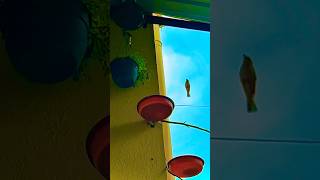 Birds landing in slow motion shorts shortsasmr birds slowed slowmotion ytshortsindia [upl. by Acnalb]