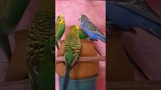 Australian Parrots talking  parakeet sounds [upl. by Grail]