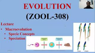 Macroevolution SpeciationallopatricParapatric SympatricperipatricMacroevolution [upl. by Ragg]