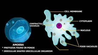 Structure of Amoeba [upl. by Adnileb692]