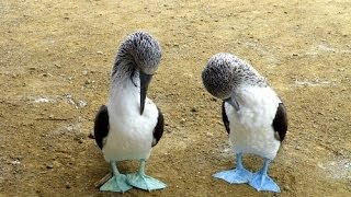 世界一周：青足カツオドリの求愛ダンスとかプラタ島、エクアドル／Bluefooted Booby at Isla de la PlataEcador [upl. by Fionna]