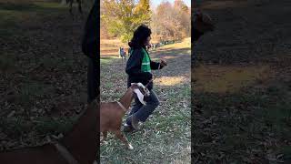 Walking GOATS goat goats walk walking nature philadelphia pa philly phillygoat animals [upl. by Tamer]