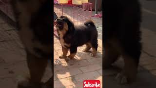 Tibetan mastiff puppies [upl. by Zined339]