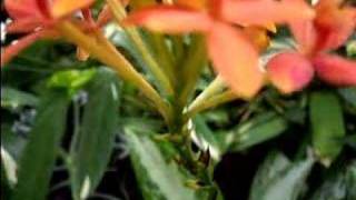 Easy Epidendrum Orchid Care [upl. by Landau892]