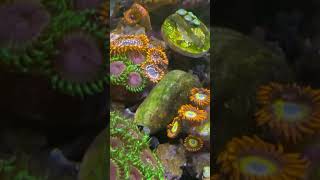 Loving the zoa garden and pectinia [upl. by Lola]