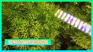 TOP 5 AQUARIUM PLANTS FOR BREEDING FISH OR SHRIMP [upl. by Nadabus]