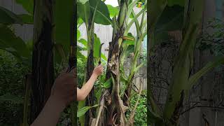 Teknik memotong pisangharvestertv farming short shortsvideo [upl. by Weinrich]