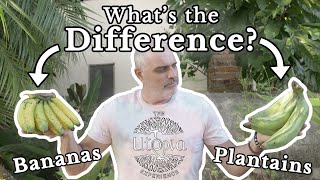 Bananas vs Plantains  What Is The Difference [upl. by Windsor11]