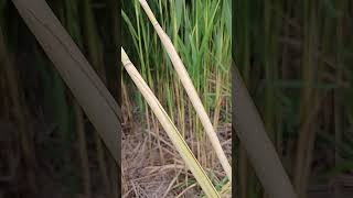 Arrows shafts materials phragmites [upl. by Hairas]