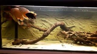 1040l tankfeeding201603 [upl. by Pricilla355]