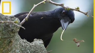 La increíble inteligencia de los cuervos de Nueva Caledonia  National Geographic en Español [upl. by Etnahsal731]