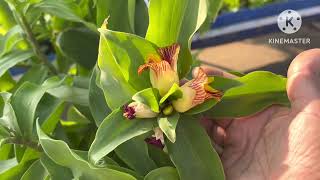 Sugar control plant Insulin plantCostus igneous diabetes insulin plant gardening [upl. by Aerehs392]