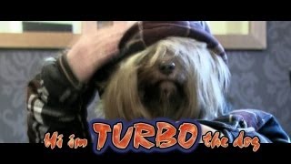 Very Funny Dog Turbo if you like Ultimate Dog Tease amp Fenton the dog or Ginger the dog Funny dogs [upl. by Kcoj]