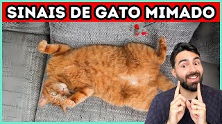 9 Sinais de Que Seu Gato É MIMADO [upl. by Rehtaef]