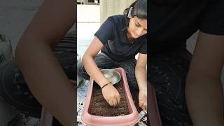 Start your kitchen garden konkaniGujratan kitchengarden terracegarden youtubeshorts youtube [upl. by Callahan]