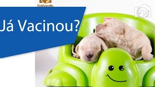 Vacinas do Cachorro  Como funciona a vacinação [upl. by Pomona266]