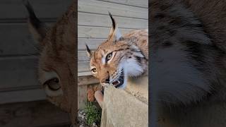 FUNNY ANIMALSplaying with a lynx animals wildlife cute cat lynx [upl. by Ydnagrub]