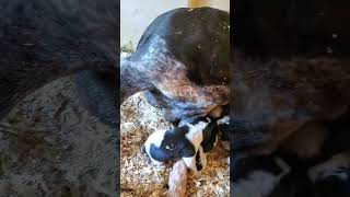 VERY over excited week old BLUETICK COONHOUND puppies [upl. by Ramel]