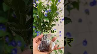 Just 15₹ 😲ku Plants starts shorts unboxing plantshopping [upl. by Lesley]