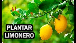 Como Y Cuando Plantar Un Limonero  Consejos Y Trucos  La Huertina De Toni [upl. by Ilanos]