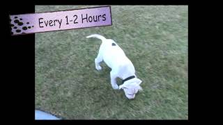 Dog Training Housebreaking in 3 Simple Steps  Thriving Canine [upl. by Roswald655]