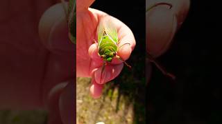 Beautiful vibrant cicada insects shorts [upl. by Aietal]