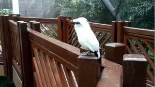 Bali Mynah singing [upl. by Odetta714]