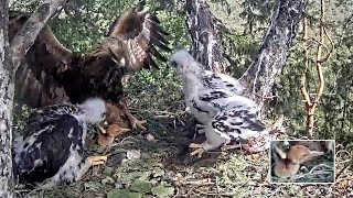 Kaljukotkas2Mom brings still alive Crane chick She feeds both eaglets1019 am 20240616 [upl. by Nomsed306]