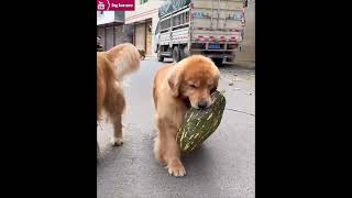 Golden retriever holding a pumpkin surrounded by other golden retrievers😂 [upl. by Bonns501]