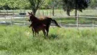 Rare baby horse not expected to live doing fantastic [upl. by Islek]