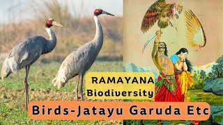 Ramayana Biodiversity Birds Jatayu Garuda Krouncha  Ayodhya  Rama Statue  Jaishriram  Babul ngo [upl. by Eledoya]