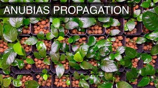 How to Propagate Anubias Emersed  The Complete Guide [upl. by Pickens]