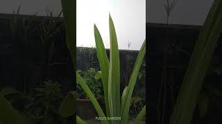 Pandanus veitchiiBiryani leaf plantRambha plantpayesh patta shortslove fulusgarden11 [upl. by Kcered]