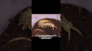 LA ESCOLOPENDRA GRAN DEPREDADOR [upl. by Annia]