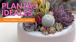 Qué plantas son ideales para hacer arreglos o mini jardines [upl. by Augy]