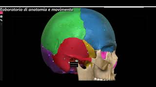 Anatomia ossa del cranio [upl. by Taryne261]