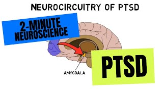 2Minute Neuroscience PTSD [upl. by Yesnnyl]