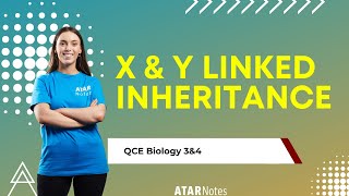 X amp Y Linked Inheritance  QCE Biology 3amp4 [upl. by Drew108]